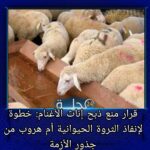 أزلو محمد يكتب: قرار منع ذبح إناث الأغنام: خطوة لإنقاذ الثروة الحيوانية أم هروب من جذور الأزمة؟