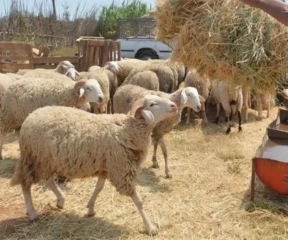 تداعيات قرار منع ذبح إناث الأغنام على الكسابين الصغار