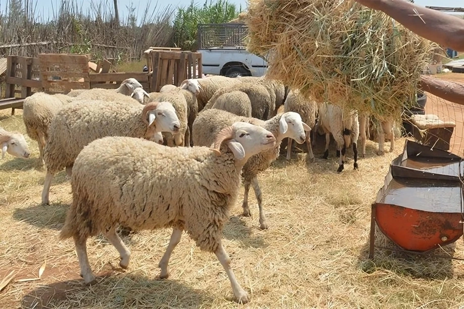 تداعيات قرار منع ذبح إناث الأغنام على الكسابين الصغار