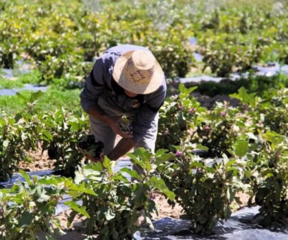 الأمطار الأخيرة تبشر بموسم فلاحي واعد