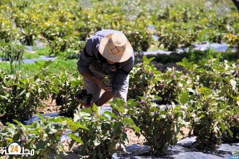 الأمطار الأخيرة تبشر بموسم فلاحي واعد