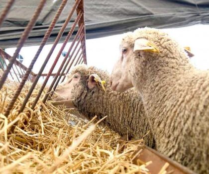 كلفة دعم الحكومة لعملية الاستيراد الاستثنائي للأغنام بلغت 437 مليون درهم خلال سنتين