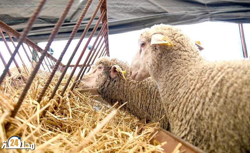 كلفة دعم الحكومة لعملية الاستيراد الاستثنائي للأغنام بلغت 437 مليون درهم خلال سنتين