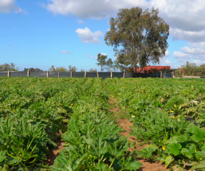 أمطار مارس تنعش الموسم الفلاحي ومنطقة الغرب تتصدر الإنتاج الوطني للخضر والفواكه