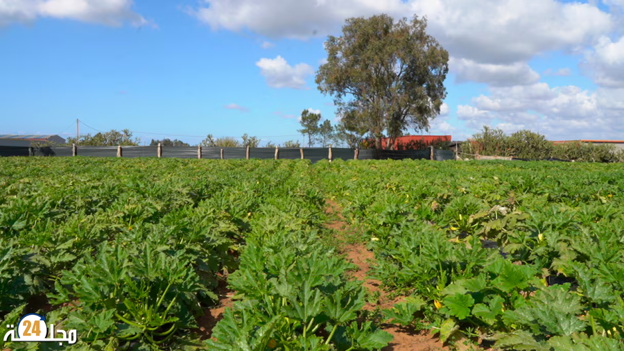 أمطار مارس تنعش الموسم الفلاحي ومنطقة الغرب تتصدر الإنتاج الوطني للخضر والفواكه
