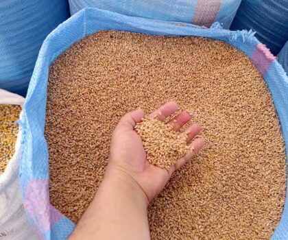 المغرب يستورد 58.5 مليون قنطار من القمح