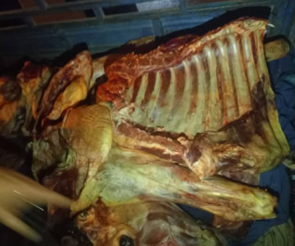 خنيفرة …..اعتقال سائق دراجة نارية ثلاثية العجلات وصديقه بتهمة نقل لحوم مذبوحة بطرق غير قانونية