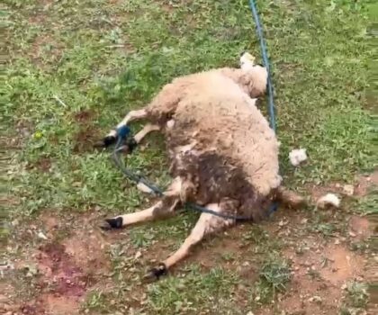 الكلاب الضالة تفتك بمواشي السكان… وجماعة الفنيدق في سبات عميق