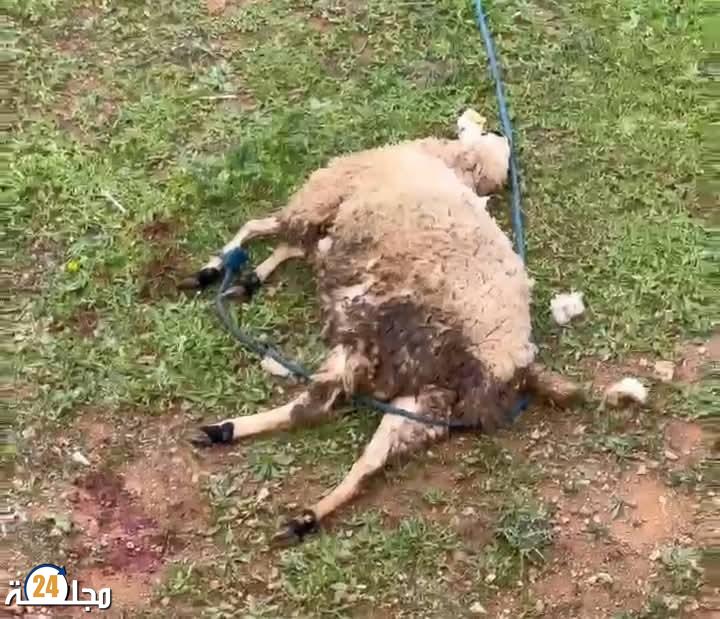 الكلاب الضالة تفتك بمواشي السكان… وجماعة الفنيدق في سبات عميق