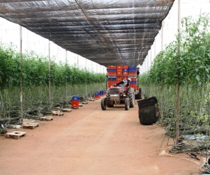 الصحراء المغربية.. تنمية فلاحية وتثمين الأراضي لتحقيق الاكتفاء الغذائي