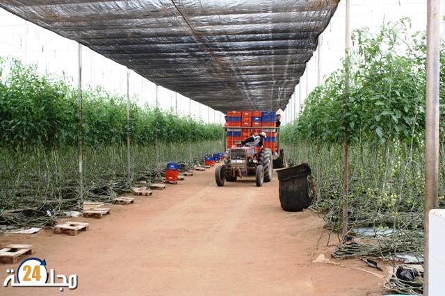 الصحراء المغربية.. تنمية فلاحية وتثمين الأراضي لتحقيق الاكتفاء الغذائي