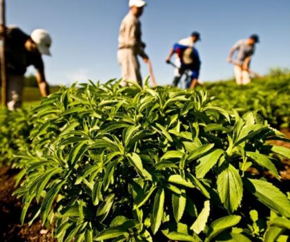 الصندوق الدولي للتنمية الزراعية يدعم المغرب لتحقيق الأمن الغذائي في المناطق القروية
