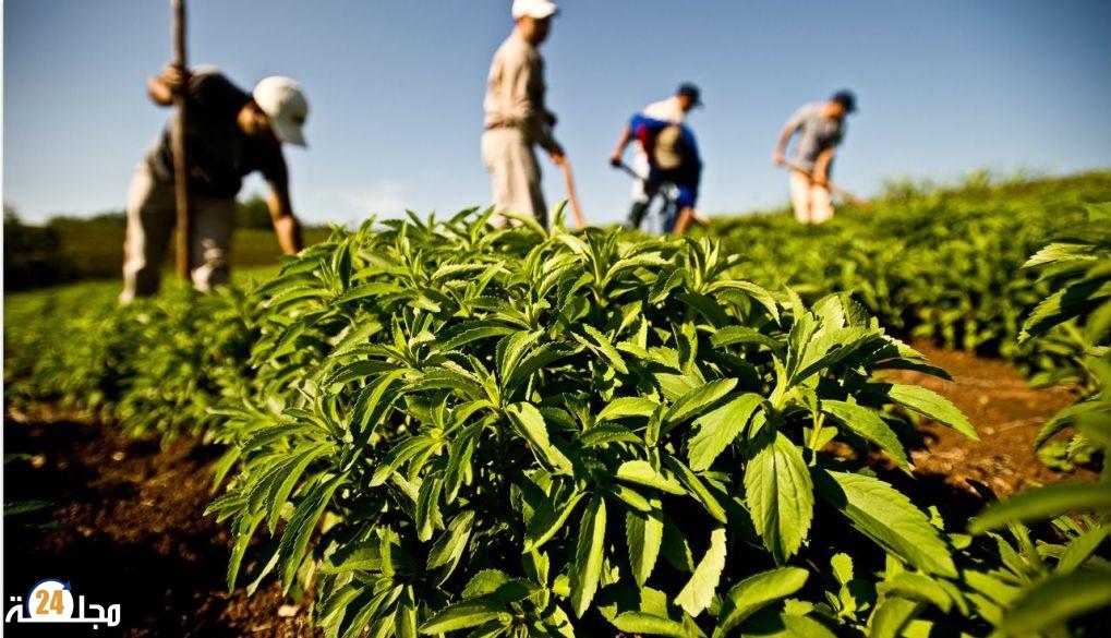 الصندوق الدولي للتنمية الزراعية يدعم المغرب لتحقيق الأمن الغذائي في المناطق القروية