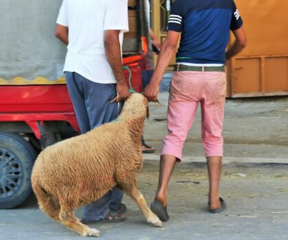 رغم تعليق الشعيرة.. مغاربة يتهافتون على شراء الأضاحي وتكديس اللحوم الحمراء