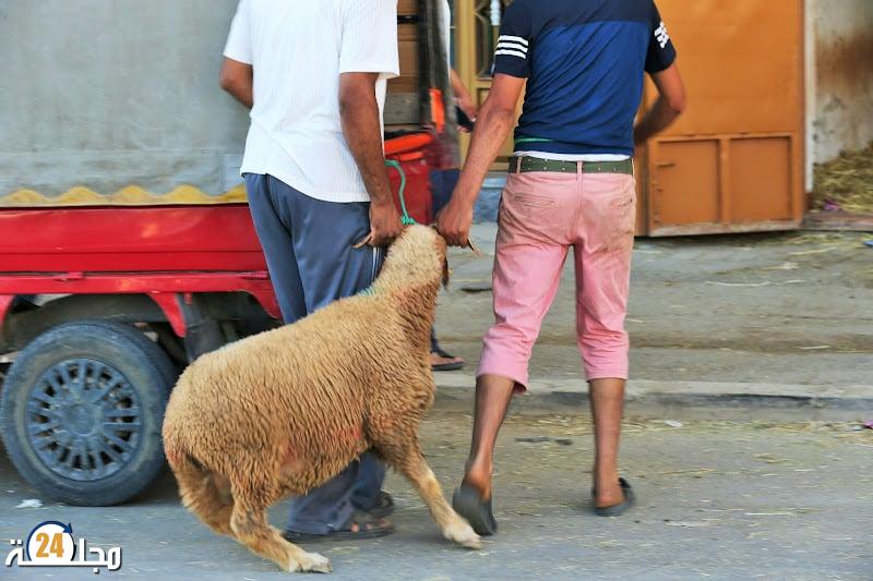 رغم تعليق الشعيرة.. مغاربة يتهافتون على شراء الأضاحي وتكديس اللحوم الحمراء