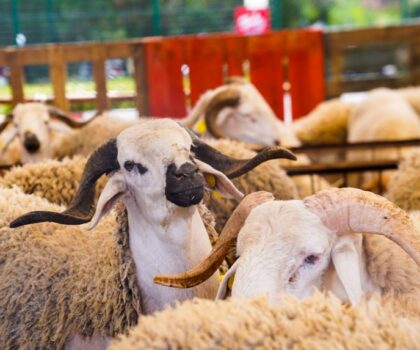 القرار الملكي بإلغاء الأضاحي يعزز استقرار الأسعار ويعطي فرصة لتكوين قطيع وطني