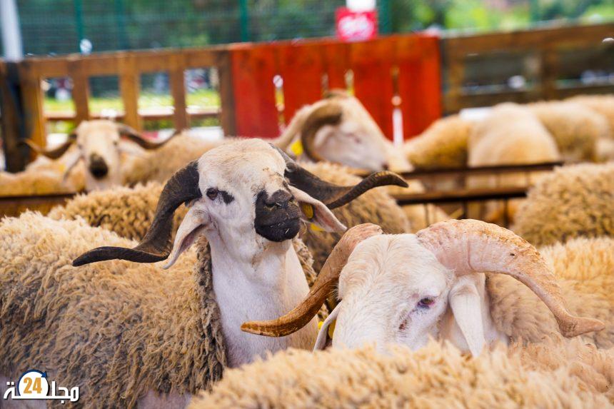 القرار الملكي بإلغاء الأضاحي يعزز استقرار الأسعار ويعطي فرصة لتكوين قطيع وطني