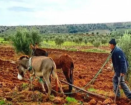 الحكومة توجه 80% من دعم الجفاف للفلاحين الصغار والمتوسطين