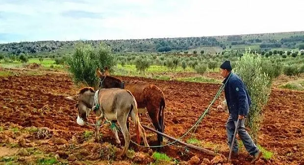 الحكومة توجه 80% من دعم الجفاف للفلاحين الصغار والمتوسطين