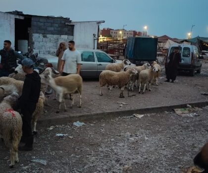 سيدي بنور: تدخل استباقي للسلطات لمنع ذبح سري للأغنام قبيل عيد الأضحى