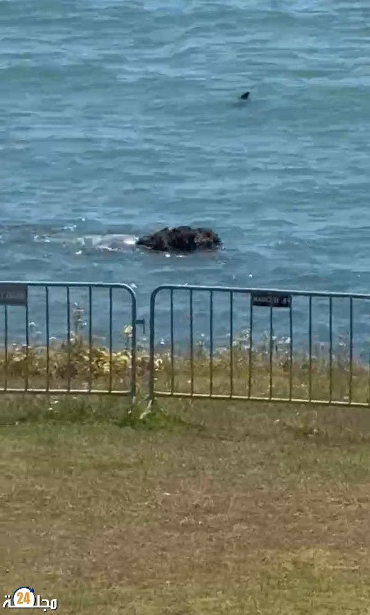 مآسي إنسانية بالفنيدق جثة تطفو فوق المياه مجددًا وغياب الحلول يزيد من نزيف الهجرة السرية..