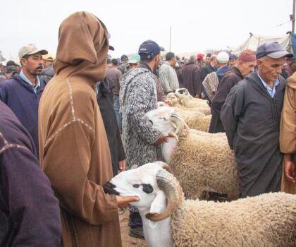 منع إدخال الأغنام إلى الأسواق الأسبوعية بعد قرار إلغاء ذبح الأضاحي