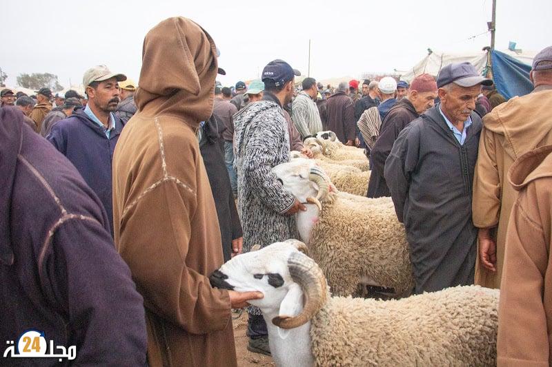 منع إدخال الأغنام إلى الأسواق الأسبوعية بعد قرار إلغاء ذبح الأضاحي