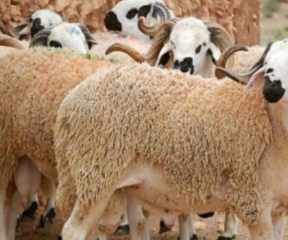 الموظفون يستفيدون من عطلة عيد الأضحى وفق التقويم الهجري المعتمد