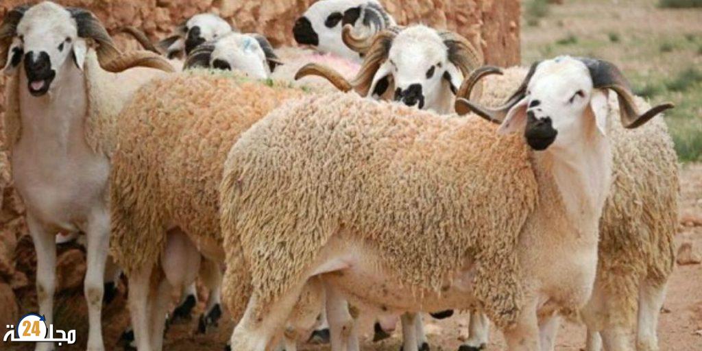 الموظفون يستفيدون من عطلة عيد الأضحى وفق التقويم الهجري المعتمد