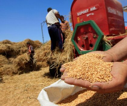 المغرب يعتمد صنفا جديدا من القمح الصلب لمواجهة الجفاف وتعزيز الأمن الغذائي