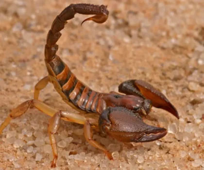 الأفاعي والعقارب السامة ترعب سكان القرى ووزارة الصحة تتحرك