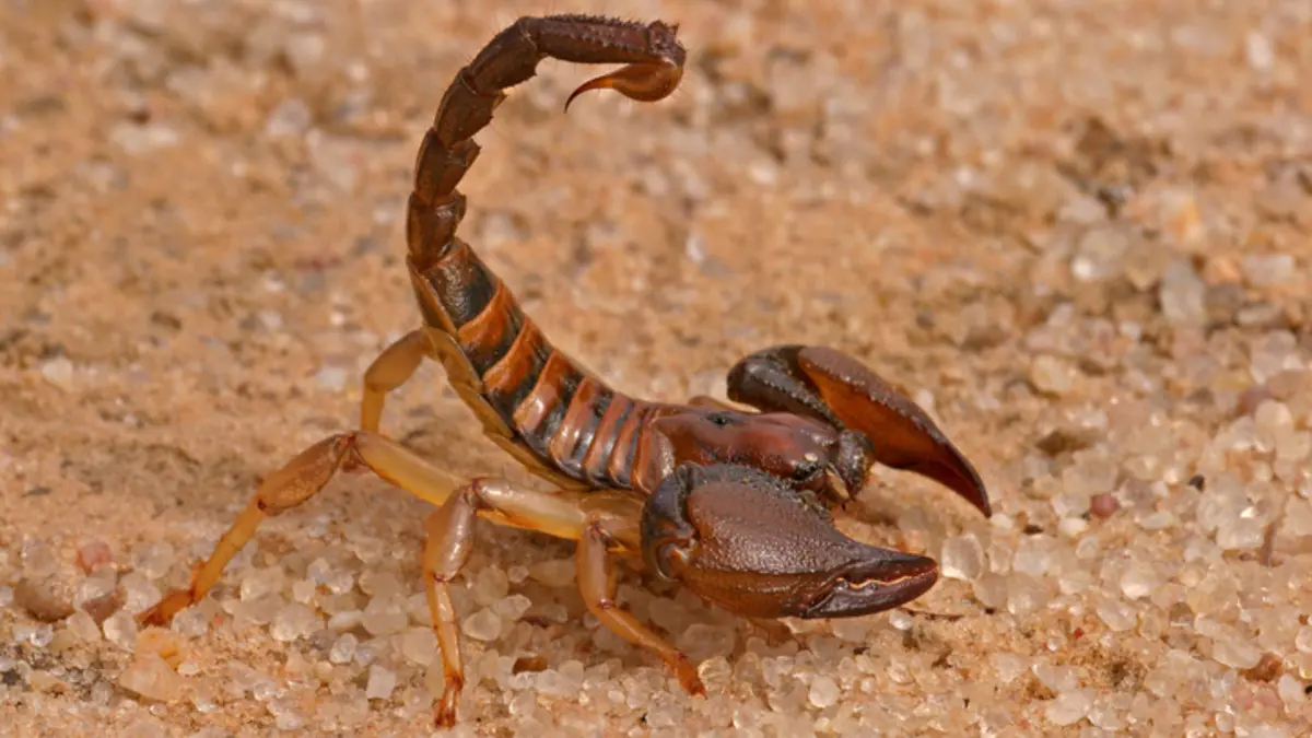 الأفاعي والعقارب السامة ترعب سكان القرى ووزارة الصحة تتحرك