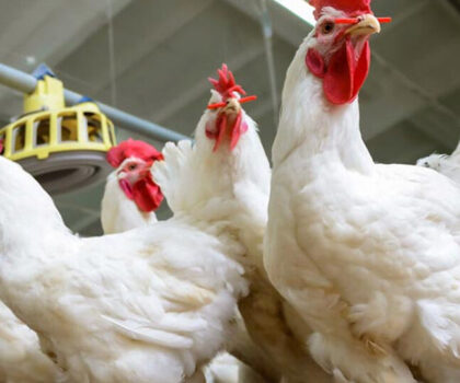 أسعار الدجاج تحلق عاليا مع حلول عيد الأضحى