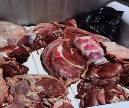 الدرك الملكي بابن أحمد يحبط ترويج لحوم فاسدة قرب مجازر سيدي الذهبي