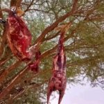 تافراوت: توقيف ثلاثة أشخاص في قضية صيد غير قانوني للغزلان، أحدهم عون سلطة