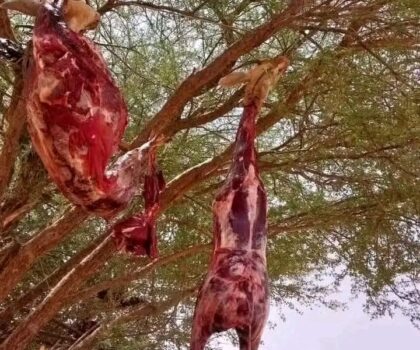 تافراوت: توقيف ثلاثة أشخاص في قضية صيد غير قانوني للغزلان، أحدهم عون سلطة