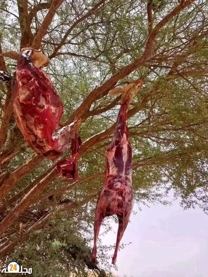 تافراوت: توقيف ثلاثة أشخاص في قضية صيد غير قانوني للغزلان، أحدهم عون سلطة