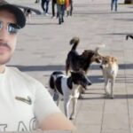 أزلو محمد يكتب: إشكالية الكلاب الضالة في المغرب “خطر متزايد يستدعي حلا جذريا”