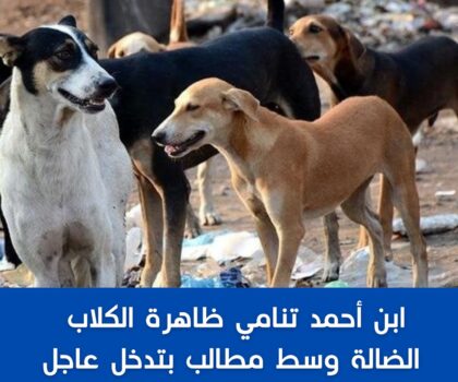 ابن أحمد: تنامي ظاهرة الكلاب الضالة وسط مطالب بتدخل عاجل