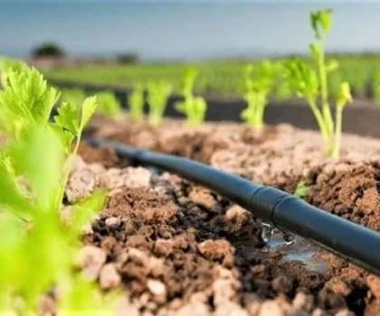 بشراكة مع الصين..المغرب يطلق مشروعا فلاحيا طموحا لترويض الملوحة والعطش