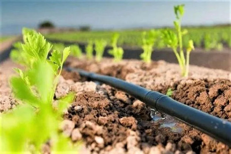 بشراكة مع الصين..المغرب يطلق مشروعا فلاحيا طموحا لترويض الملوحة والعطش