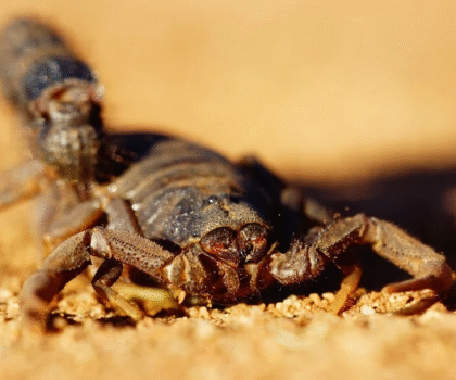 لدغات العقارب تهدد الأرواح.. والدكتور حمضي يحذر من خطورة “العلاجات الشعبية”