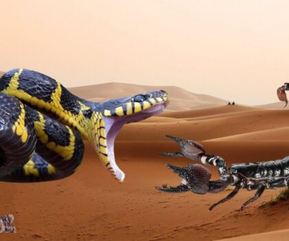 لسعات العقارب ولدغات الثعابين ..تحذيرات من ممارسات إسعاف “بدائية” تهدد الحياة