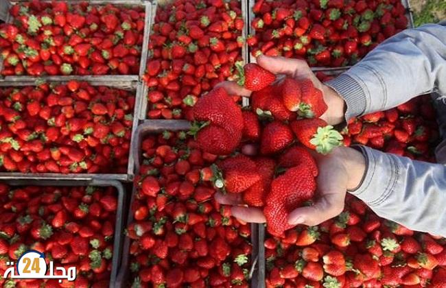 لماذا يحذر الخبراء من الإفراط في تناول الفراولة؟