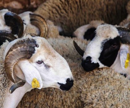 تضخيم أعداد القطيع الوطني.. الجمعية الوطنية لمربي الأغنام والماعز في قفص الاتهام