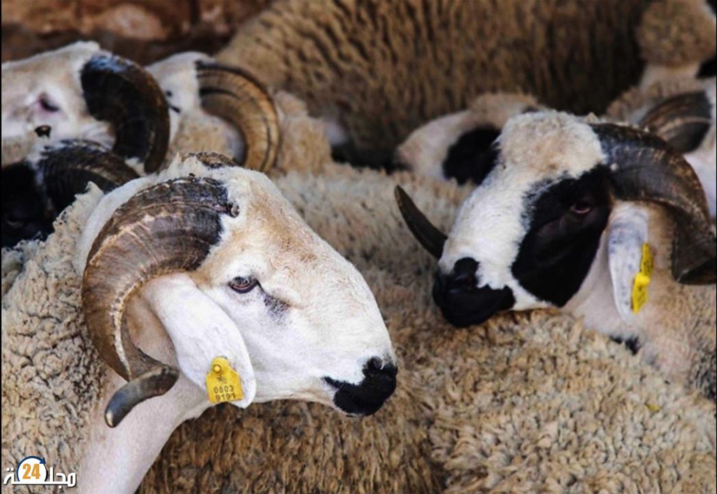 تضخيم أعداد القطيع الوطني.. الجمعية الوطنية لمربي الأغنام والماعز في قفص الاتهام