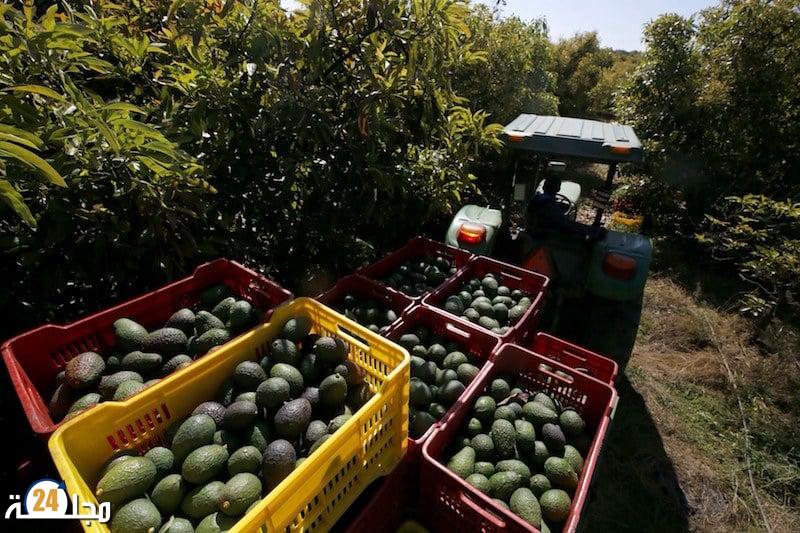 المغرب يغامر بأمنه الغذائي لصالح زراعة تستنزف الفرشة المائية