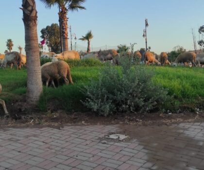 حدائق سطات تحتضر من جديد… والبادية تزحف نحو قلب المدينة