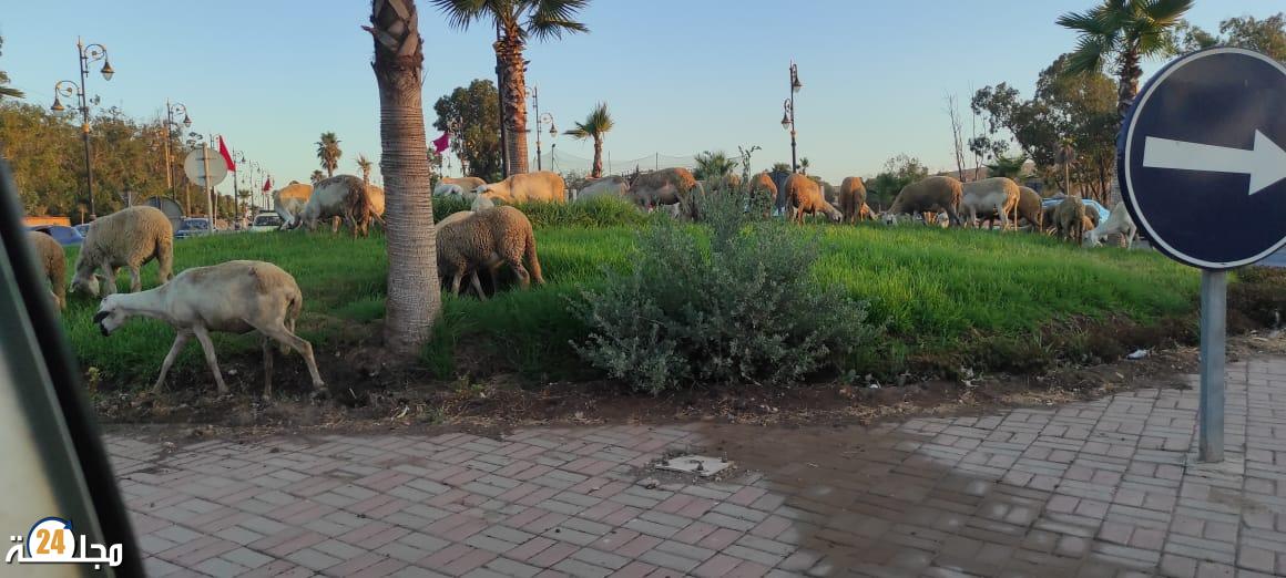 حدائق سطات تحتضر من جديد… والبادية تزحف نحو قلب المدينة