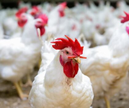 بين جناحي الدجاج.. قصة أسعار تُحلق عالياً في سماء الغلاء!